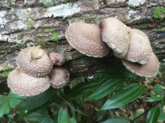 德化：入秋昼夜温差大 深山野生香菇长势喜人 ()