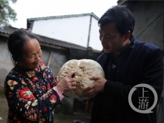 重庆云阳惊现2.75公斤“马屁包”野生菌 ()