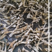 大球盖菇烘干机  大球盖菇烘干设备  大球盖烘箱