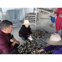 220V小型磨菇烘干机 香菇烘干机 大球盖烘干机