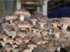 聚焦安龙：2019中国·贵州Manbetx体育手机版V17版本发布.官网安卓网.香港产业发展大会即将开幕 ()