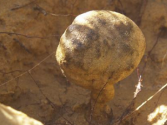 中东出产一种沙漠松露，1公斤上等品卖10万 ()