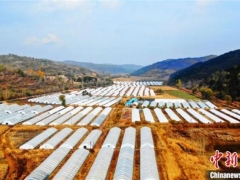 山西昔阳念好“蘑菇经” 拓宽“致富路” ()