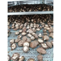 触摸屏自动化控制香菇空气能烘干机
