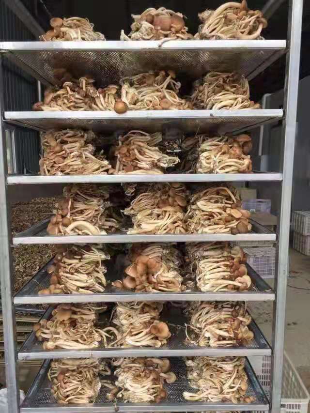 茶树菇烘干11