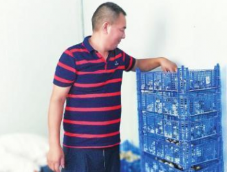 专合社种草菇 热销川渝市场 ()