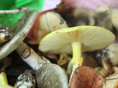 楚雄州南华县把野生菌做成富民兴县大产业 收获着 “山野精灵”的丰厚福报 ()