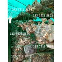 Manbetx体育手机版推荐A9版本格架新式网格养菌架子