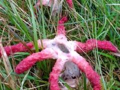 英国20年来首次发现“魔鬼手指”蘑菇 散发腐肉气味 ()