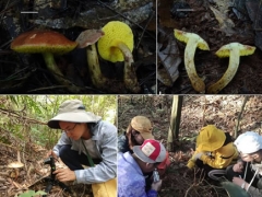 江西科技师范大学师生发现并命名牛肝菌新物种 ()
