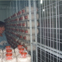 立体式菌类种植网 平菇网片 河南ManBetX体育架