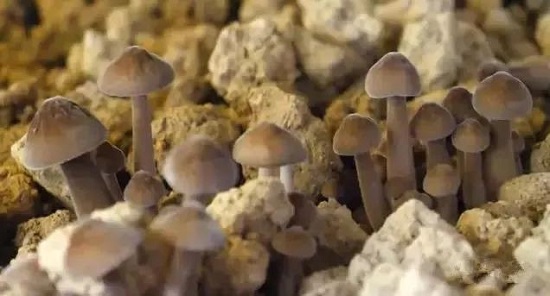 微信图片_20191111155005.jpg 微信图片_20191111155005.jpg