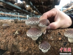 贵州赫章“云上蘑菇”畅销海内外 ()