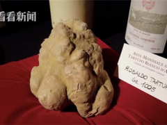 真“白色钻石”！1005克白松露拍出93万元天价 ()