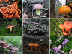 浙江庆元建成野生香菇、黄靛牛肝菌种质资源保育区 ()