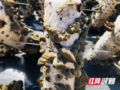 小果实有大作为——勤劳致富的黑木耳 ()