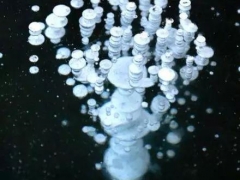 冻在冰里的“大蘑菇”是啥？ ()