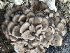 珍稀菌类“灰树花”首次在重庆量产60000斤 ()