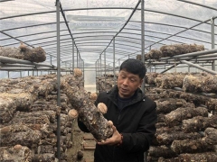 “菇”舞人心！香菇变成脱贫致富“银蛋子” ()