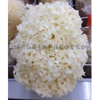 广叶绣球菌荷仙菇超细纯粉（10个月生长周期子实体粉）