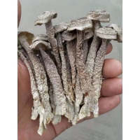 粗条鹿茸菇引领市场新格局