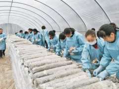 火烧店镇“菇”事新 ()