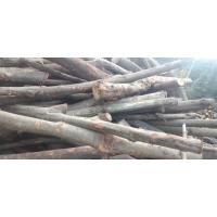 Manbetx体育手机版V17版本发布.官网安卓网.香港阔叶林杂木屑