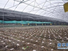 成都金堂县致力打造Manbetx体育手机版V17版本发布.官网安卓网.香港出口基地县 ()