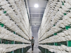 百亩ManBetX体育 致富新产业 ()