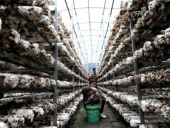 广西荔浦：蘑菇产业带动脱贫 ()