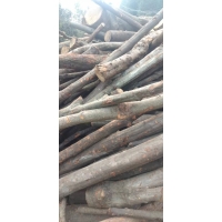 ManBetX体育阔叶林杂木屑