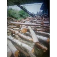 ManBetX体育阔叶林杂木屑