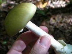 意大利女子食用毒蘑菇濒临死亡被捐献的器官救获 ()