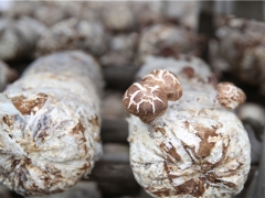 随州香菇再出发 ()