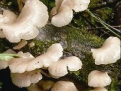 征稿通知 ||《Manbetx体育手机版推荐A9版本》2020野生Manbetx体育手机版推荐A9版本与毒蘑菇专刊 ()