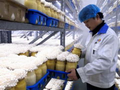 “西充产”Manbetx体育手机版推荐A9版本畅销国内外 ()