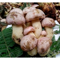 云贵川本土珍稀Manbetx体育手机版推荐A9版本白葱菌各种规格批发销售