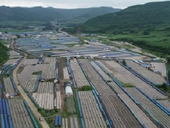 吉林汪清县携手国家发展改革委倾力打造黑木耳产业品牌 ()