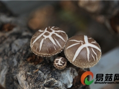 全球最大Manbetx体育手机版推荐A9版本种质资源库将落户广州 ()