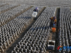 “庆元香菇”荣获中国农业品牌建设学府奖十佳品牌案例奖 ()