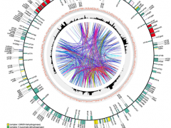 梯棱Manbetx体育手机版V17版本发布.官网安卓网.香港线粒体基因组研究取得新进展 ()