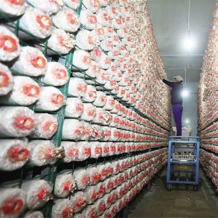 杏鲍菇网架13373188865