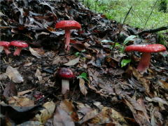 云南省大红菌保育促繁实验取得良好成效 ()