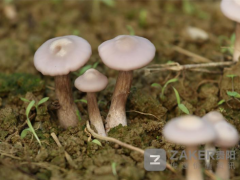 贵州仁怀：高粱杆加酒糟 种出飘香菌菇 ()