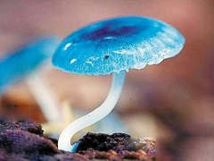 蓝蘑菇染料用于为细胞生物学家开发新的荧光工具 ()