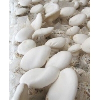 云南Manbetx体育手机版V17版本发布.官网安卓网.香港白灵菇各种规格批发销售