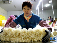 山东：惠民金针菇惠民生 ()