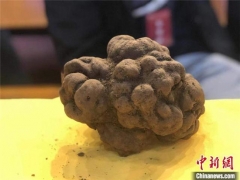 四川会东“松露王”出炉 成功拍出20万元高价 ()