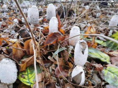 今冬气温高“惊醒”蘑菇草坪冒出“毛头鬼伞” ()