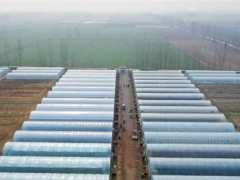 遂平：香菇催开脱贫致富“花” ()